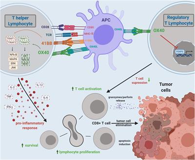 Frontiers | Boosting Antitumor Response By Costimulatory Strategies ...